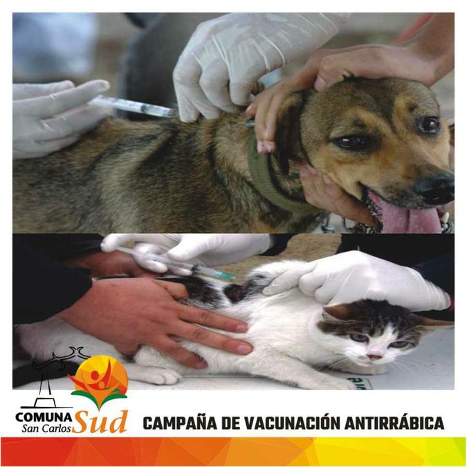 11042018-perros