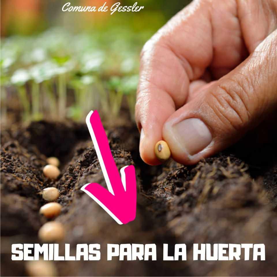 06042020-semillas