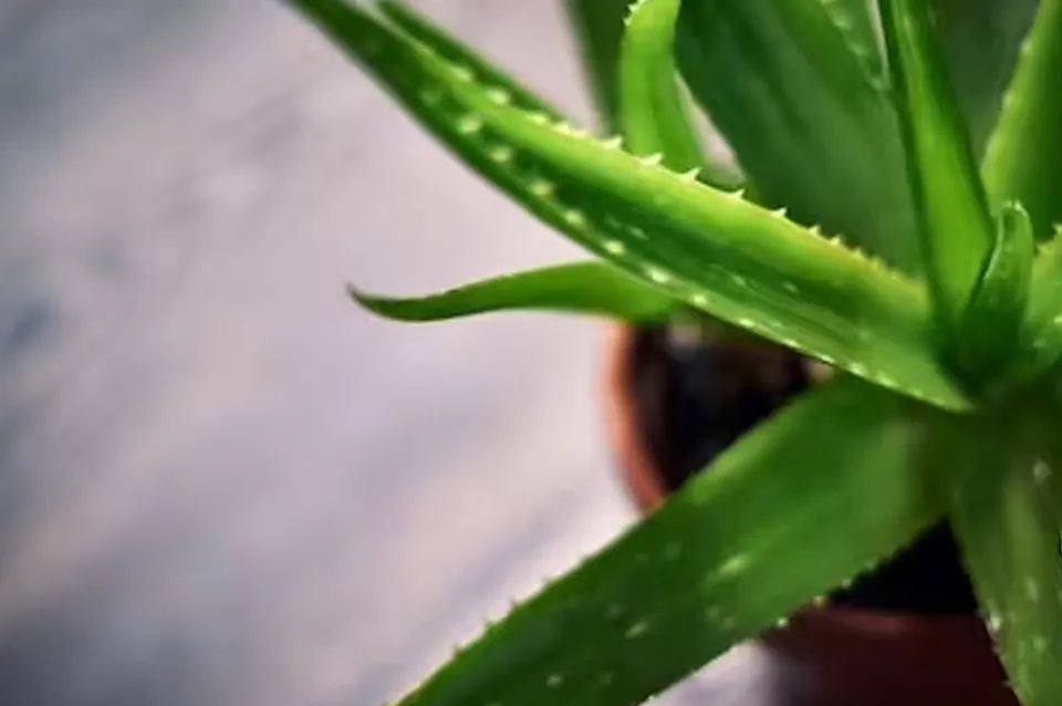 aloe