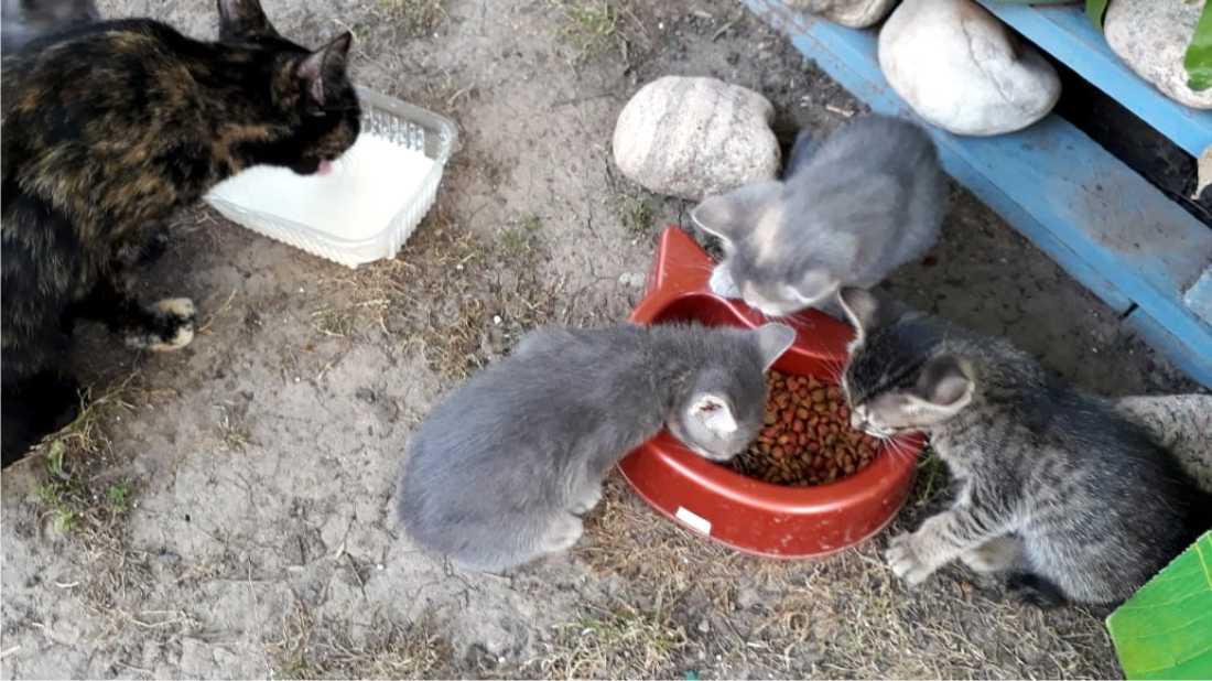 24-11-2020gatitos
