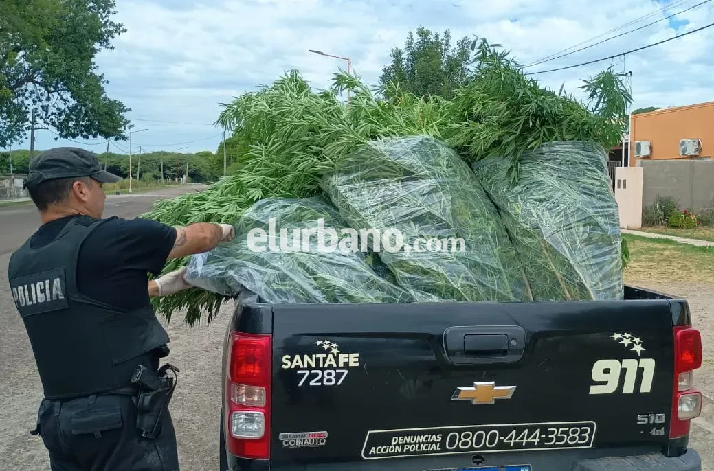 plantas cannabis