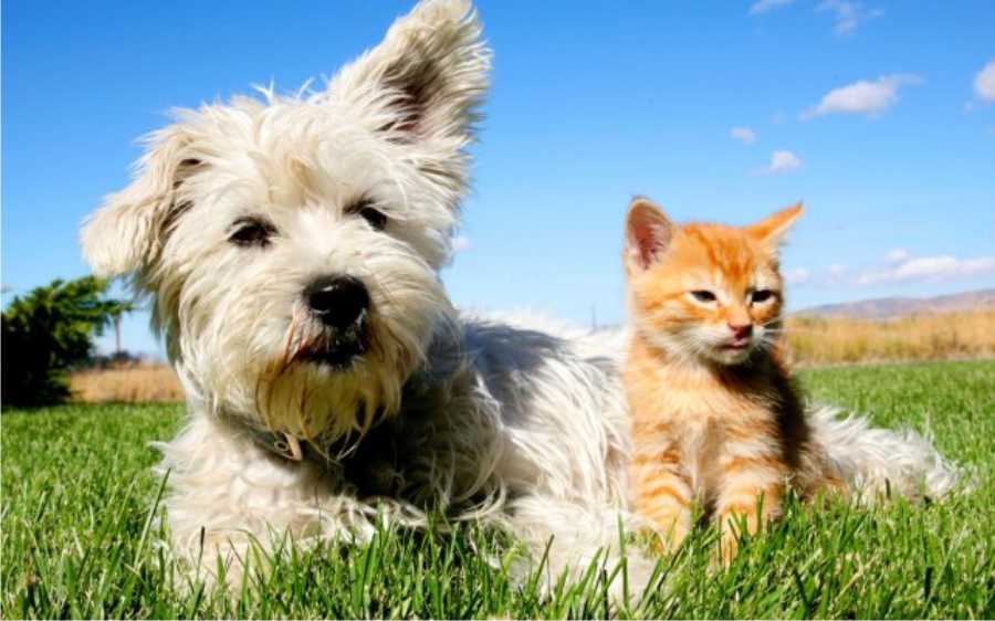 24042018-perro-gato
