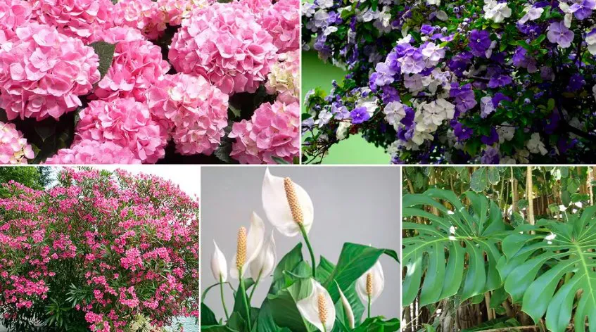 PLANTAS-2