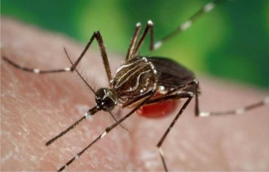 15022019-dengue
