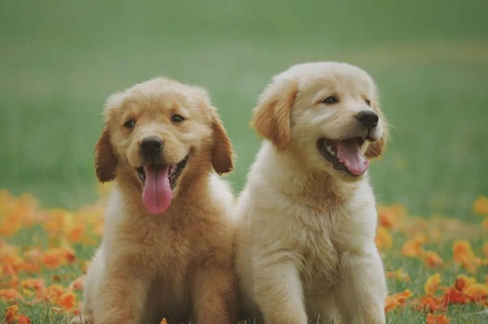 mascotas
