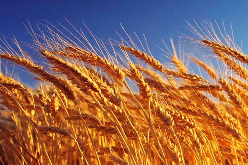 Cómo repercute el precio del trigo en sus derivados
