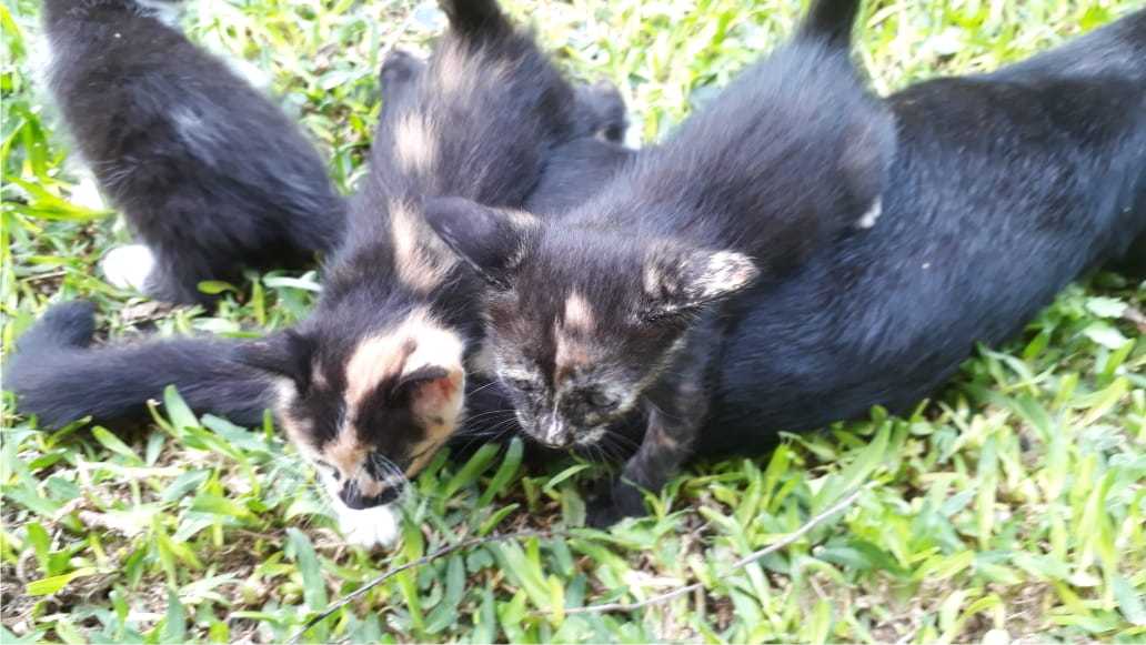 22012020-gatitos