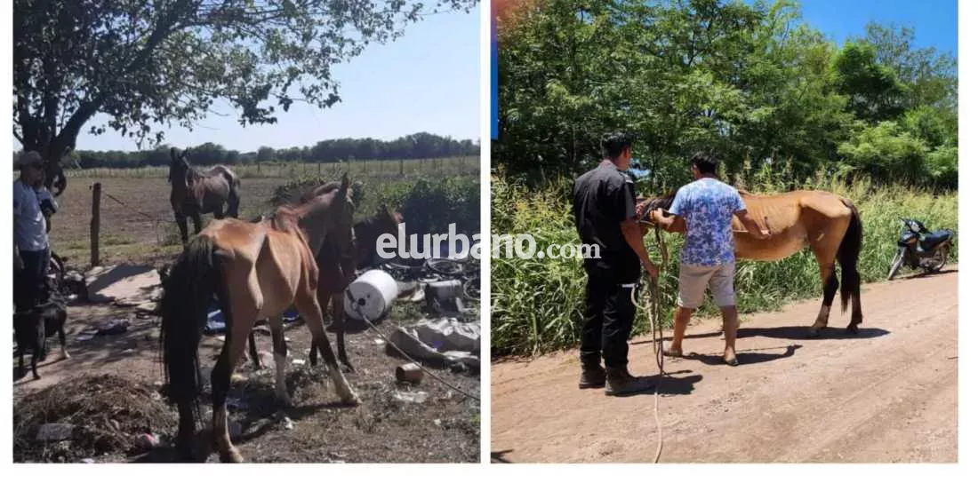 01022023-CABALLOS