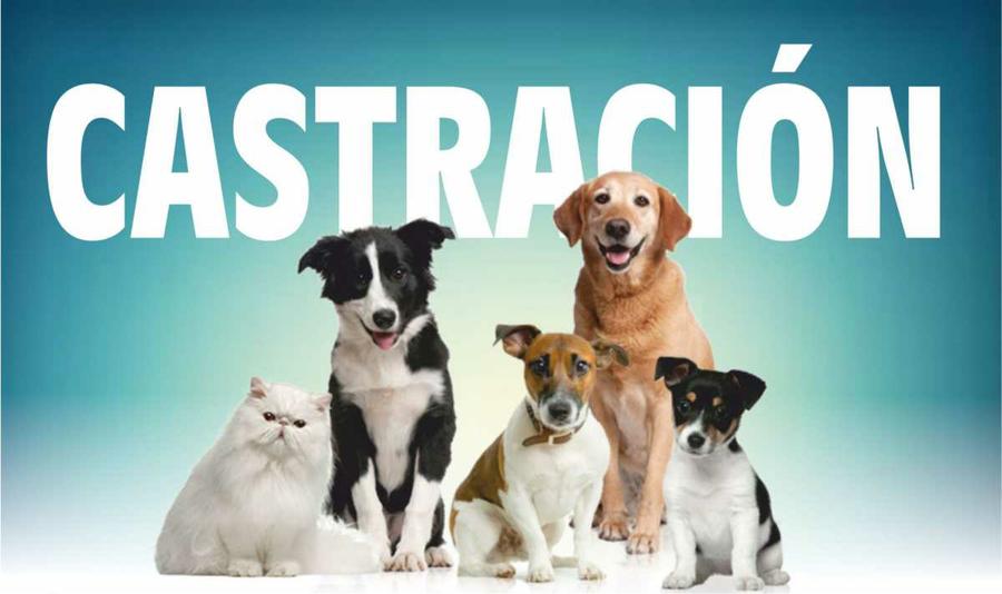 17042018-castraciones