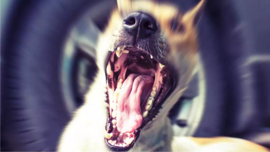 14082022-perro