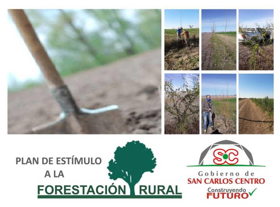 01092020-forestacion