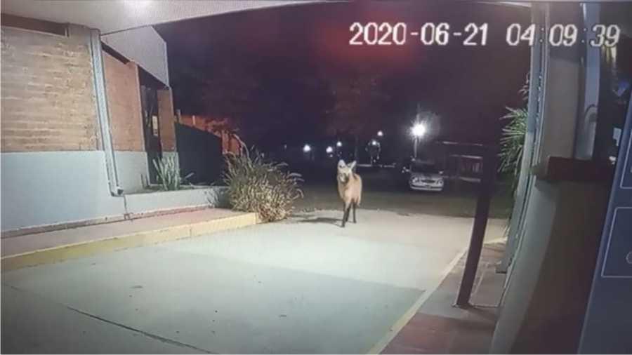 22062020-animal