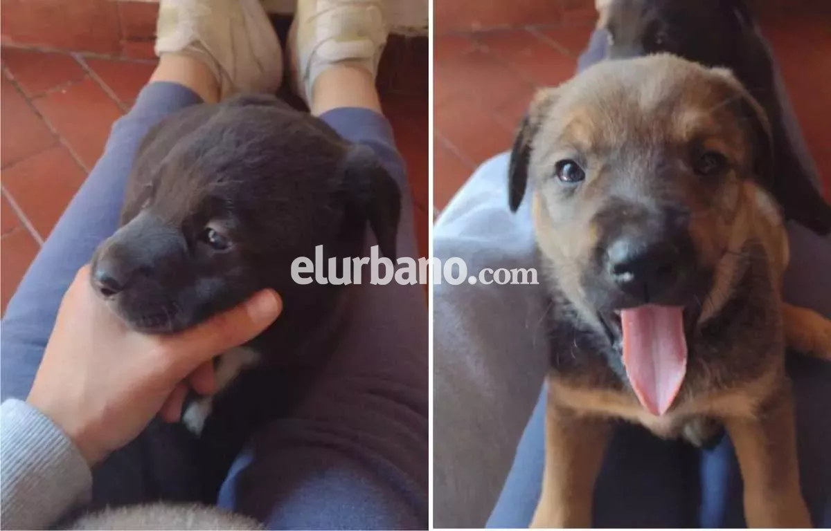 perros